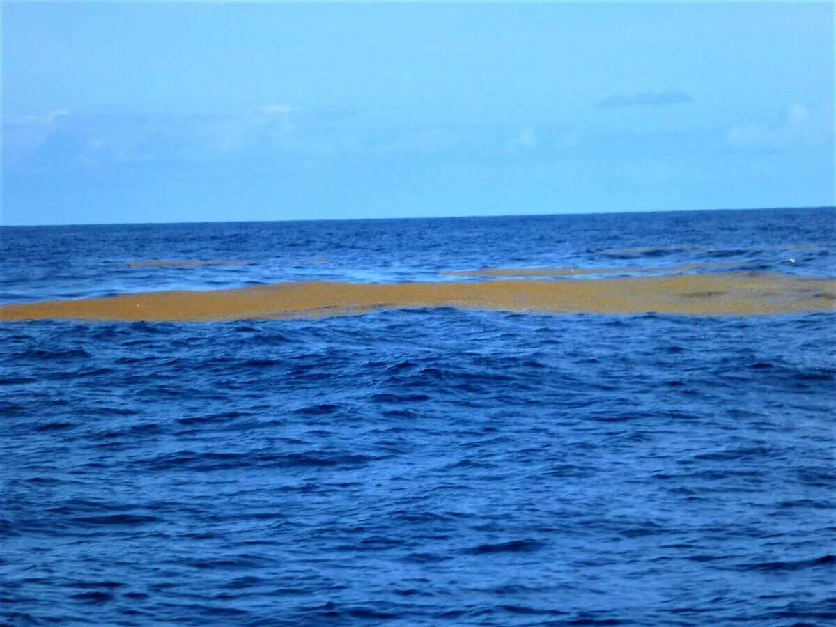 Саргассово какой океан. Атлантический океан Саргассово море. Саргассово море водоросли саргассум. Саргассы в Саргассовом море. Саргассово море в океане.