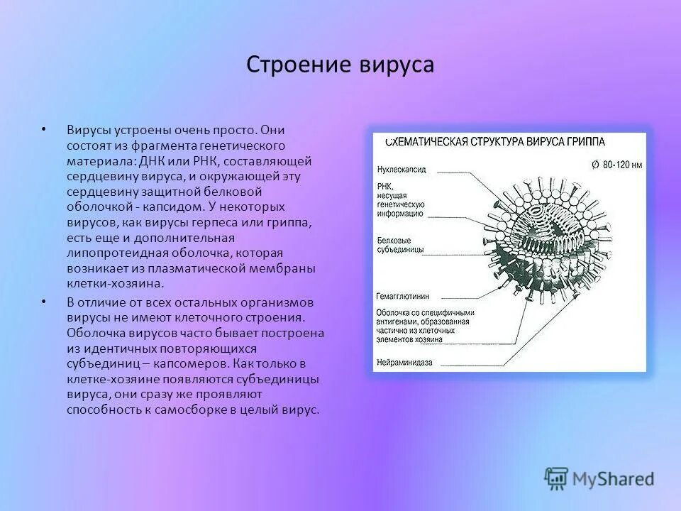 4 строение вирусов