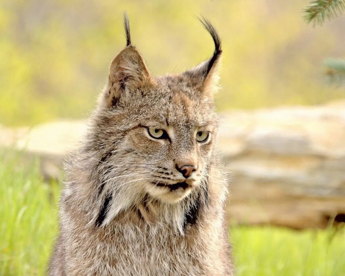 Рыси бывают. Гималайская Рысь. Lynx Рысь. Рысь - Lynx Lynx (Linnaeus, 1758). Рысь длинношерстная.