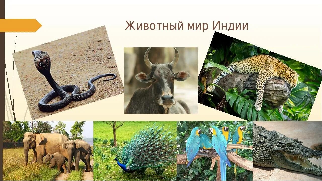 Животные западной азии. Животный мир индии. животный мир древней индии. животные древней индии. животные индии для детей.