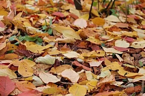 Gray fall