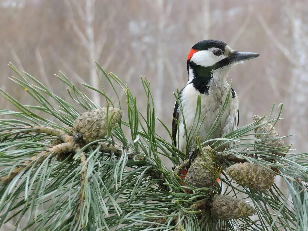 пестрый дятел сосновую шишку. что ест дятел. питание дятла. дятел с шишкой. птица которая клюет дерево.