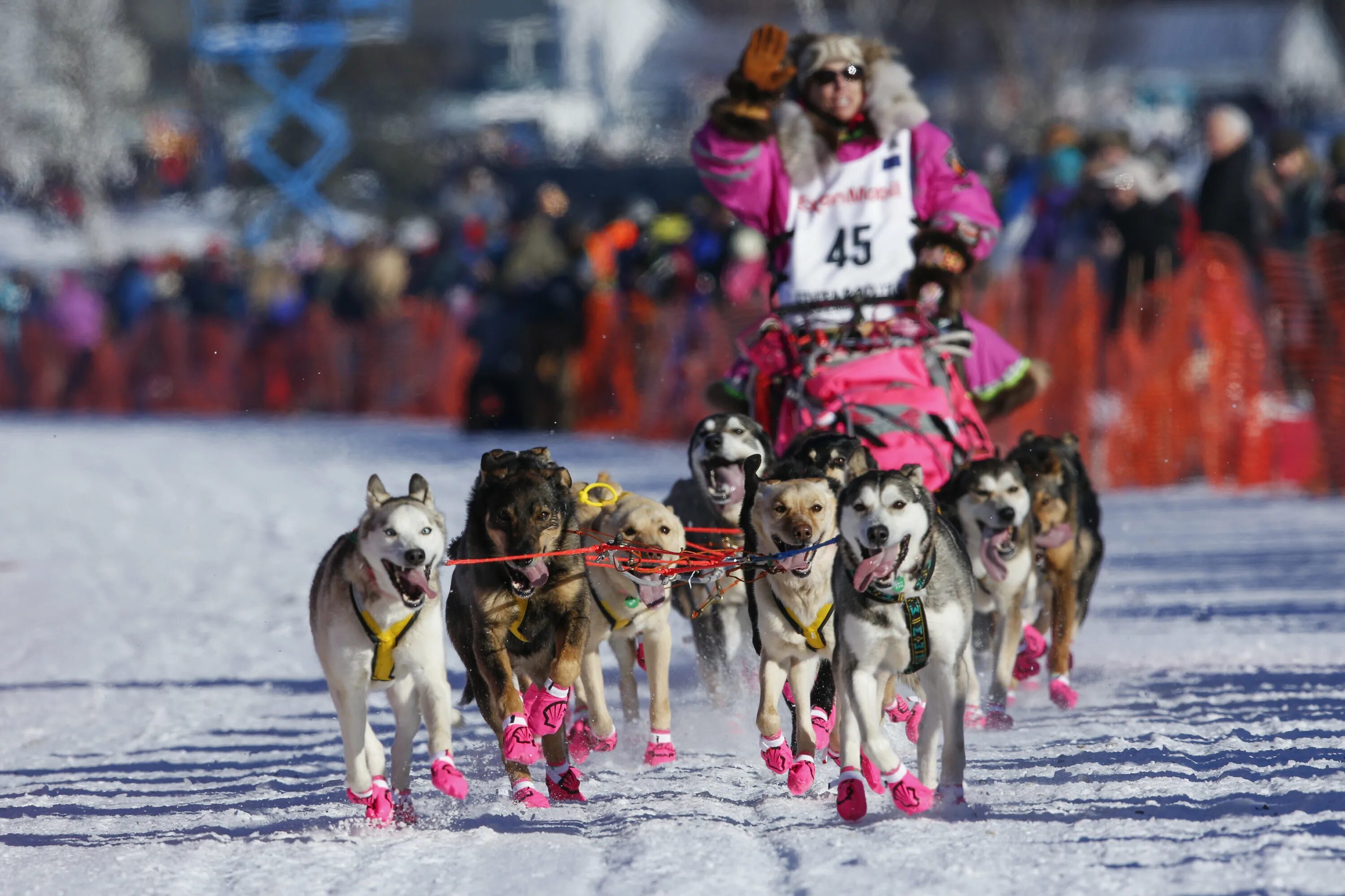 Гонки на собачьих упряжках на Аляске. Iditarod Trail Sled Dog Race. Аляска собачьи упряжки. Гонка на собачьих упряжках «Идитарод»,. Гонка аляска