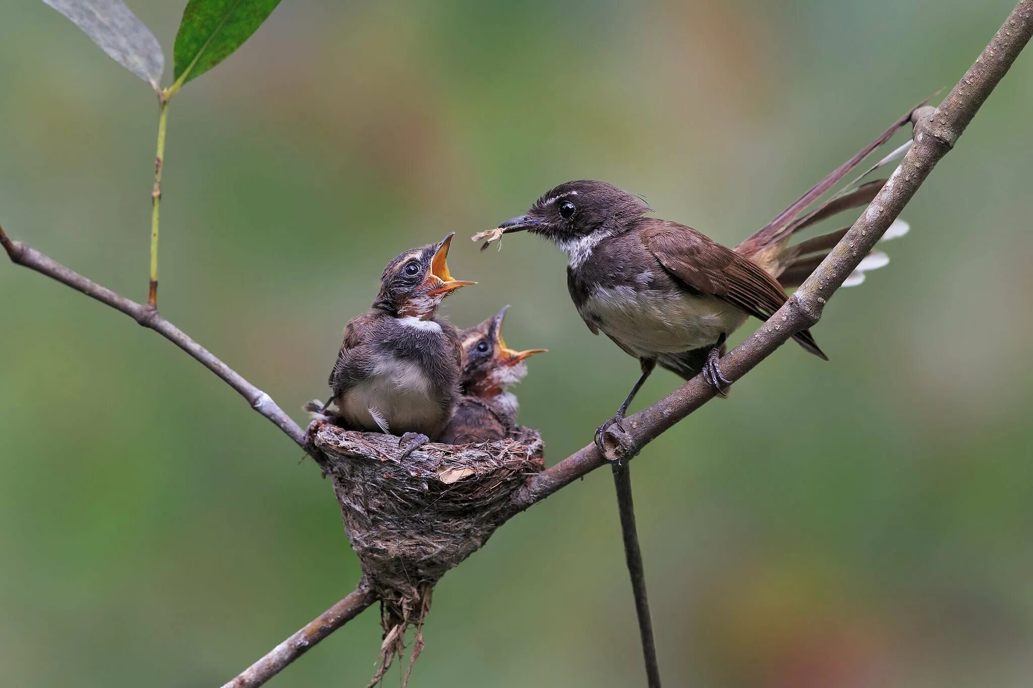 After a bird. Соловей птенец слеток. Слеток соловья. Соловей красношейка птенец. Обыкновенный Соловей птенец.