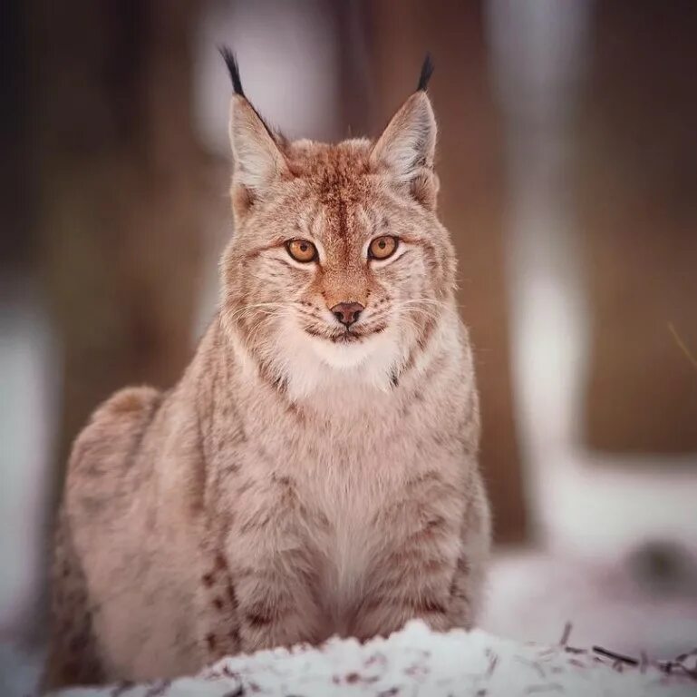 якутская рысь. Lynx рысь. берберийская рысь. Lynx lynx). рысь на урале.