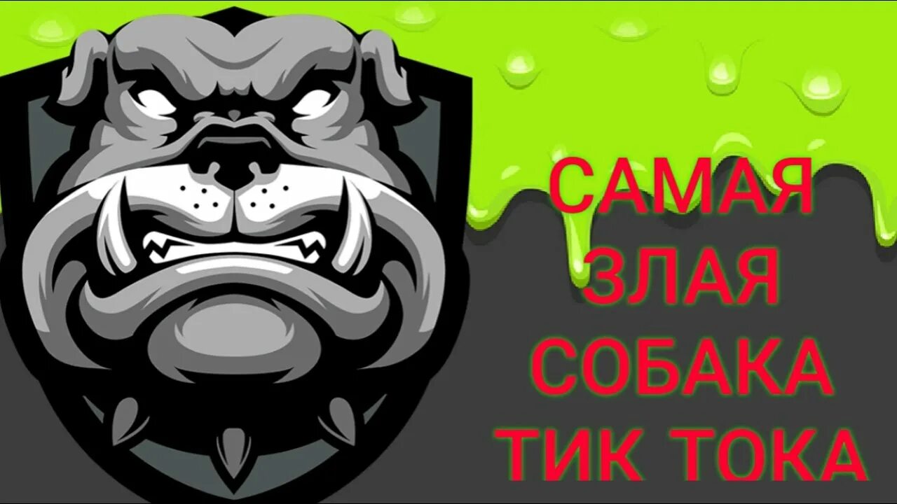 Злой пёс Микки. Злой пёс тик ток. Собака тик ток. Микки собака злой пес.