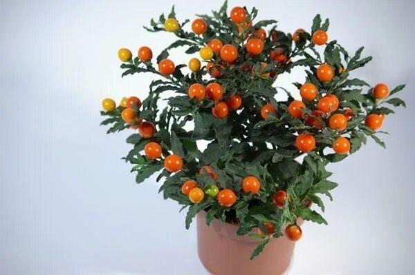 Семена Ангинник (Solanum capsicastrum) 4 шт. - купить в интернет-магазине по низ