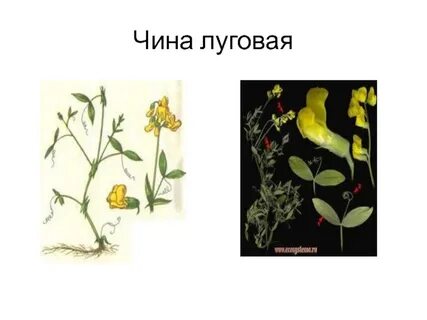 Где чина