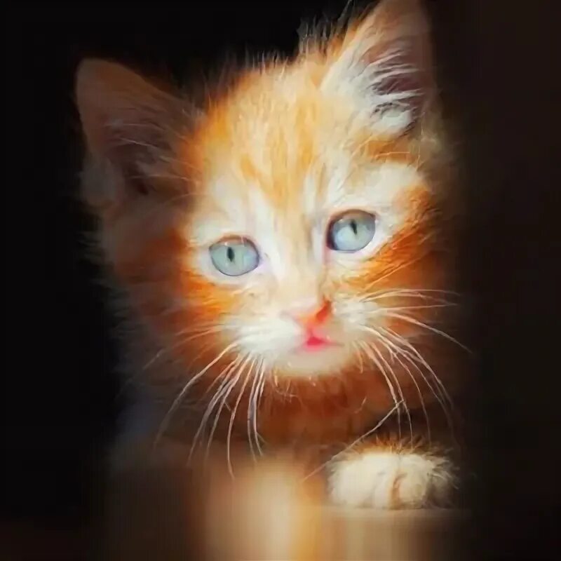 Как выглядит симбочка. Симбочка пимбочка. котик симбачка пимпочка. симба кот. симбочка аватарка.