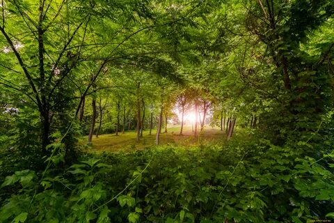 Кузьминский лес