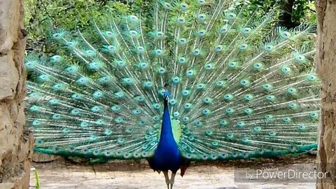 As happy as a peacock