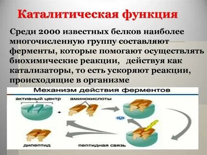 Каталитическая роль белка