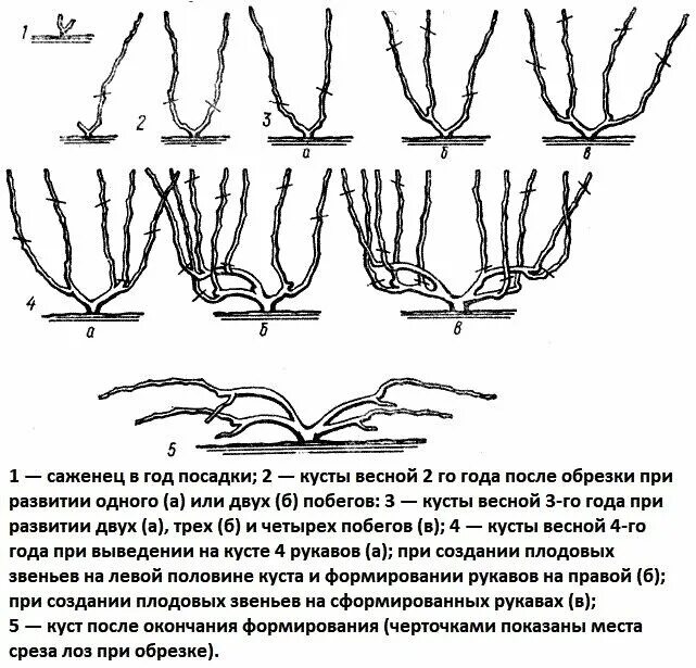 Виноград уход весной советы