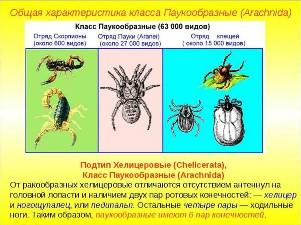 Клещ относится к паукообразным. Биология 7 класс паукообразные клещи. Общая характеристика класса паукообразные 7 класс биология. Особенности строения паукообразных. Класс паукообразные общая характеристика.