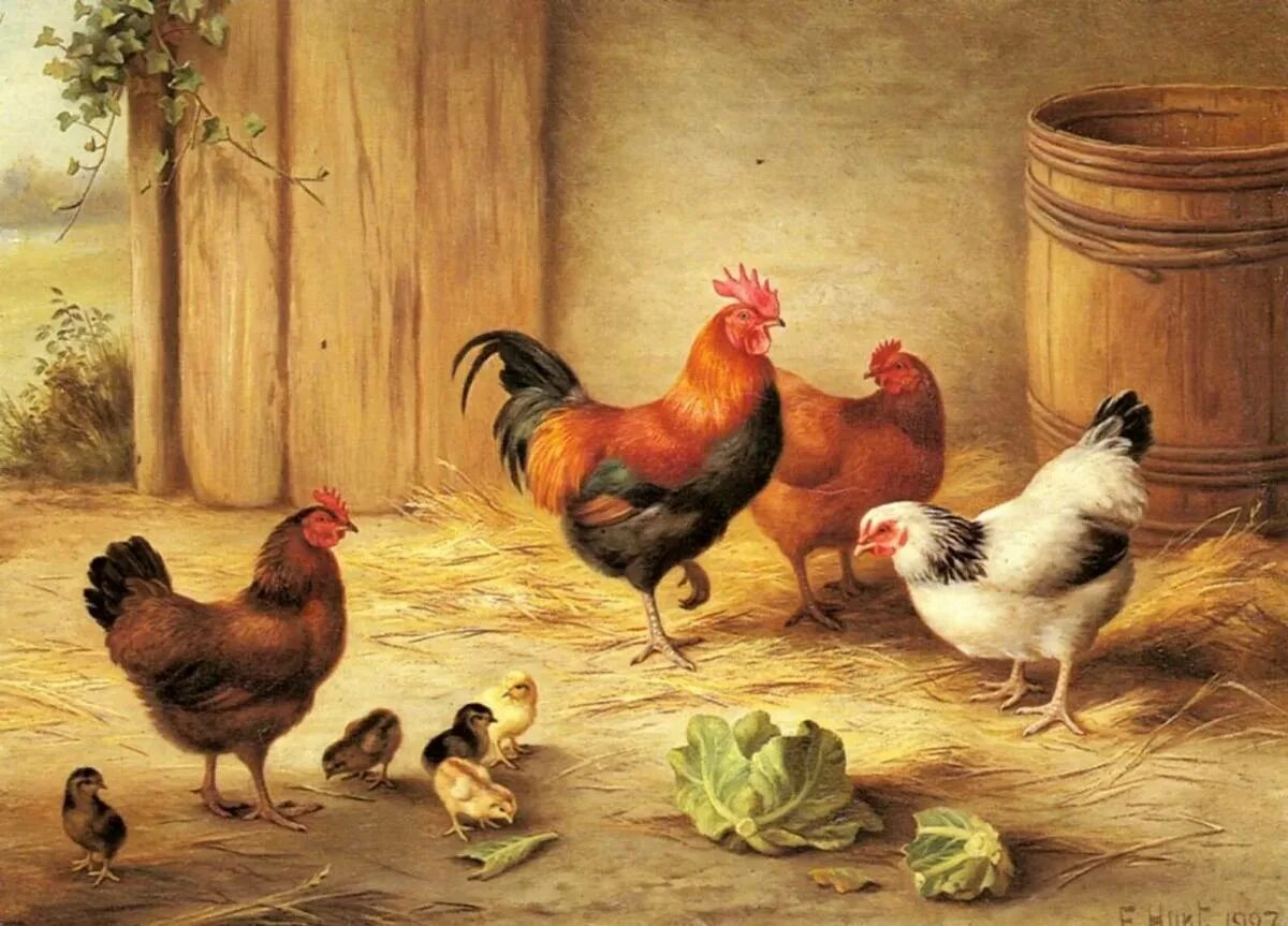 Куры группа животных. Куры группа животных