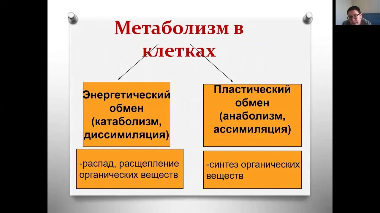 Пластический обмен веществ это процесс. Обмен веществ пластический и энергетический. Пластический обмен и энергетический обмен. Обмен веществ метаболизм ассимиляция и диссимиляция. Обмен веществ пластический обмен.