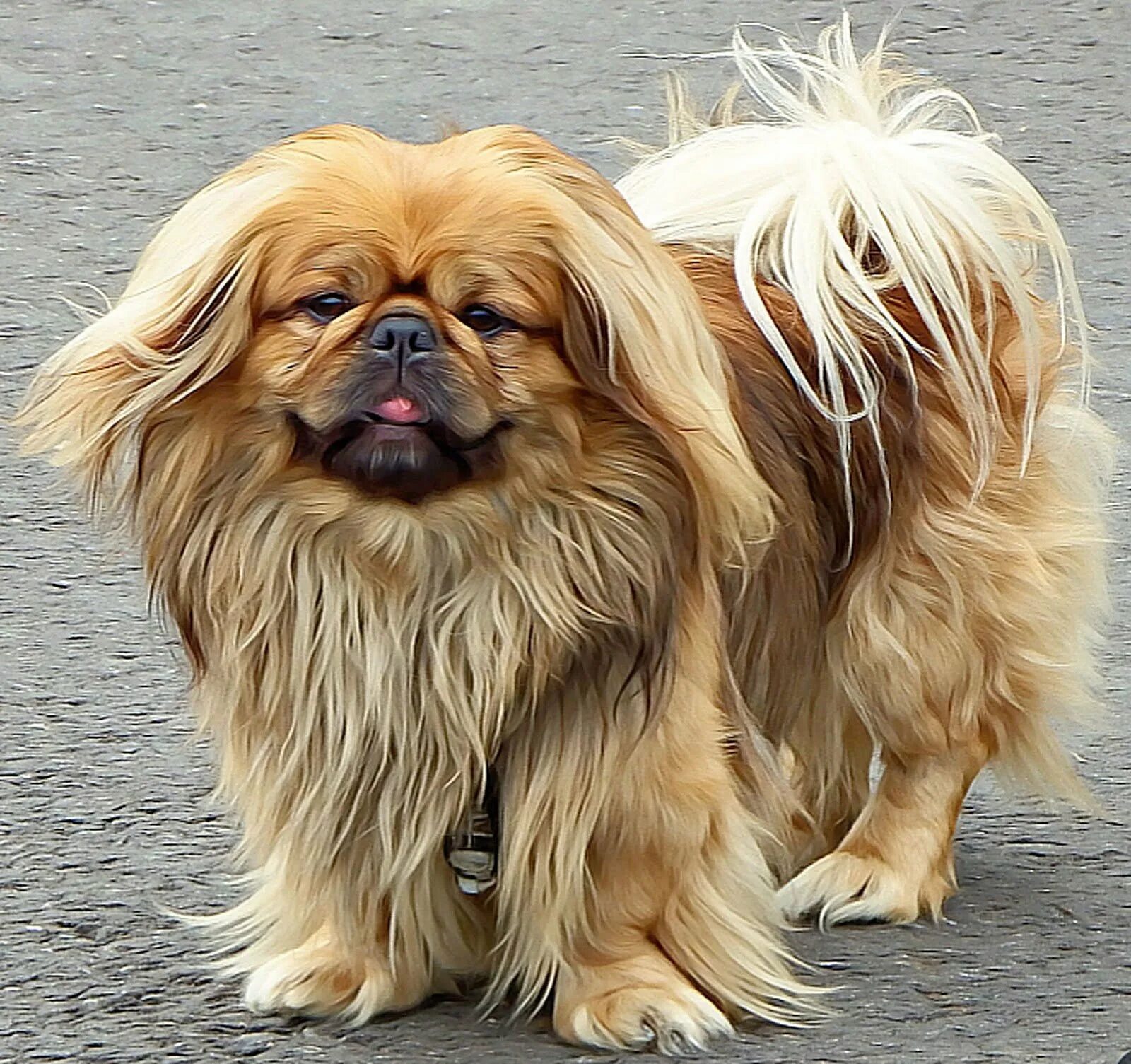 Пекинес фото собаки. Императорский Пекинес. Порода собак Пекинес. Тибетский Пекинес. Мастиф Пекинес.