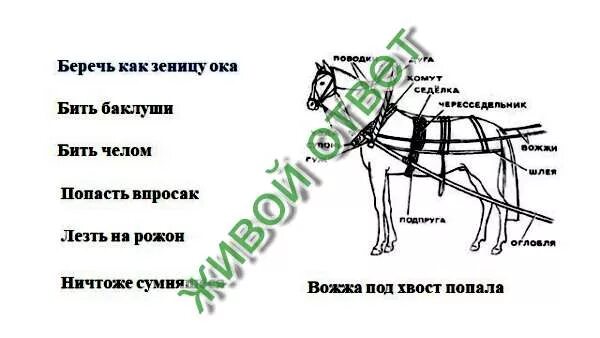 Вожжа или предлог. Шлея под хвост. Вожжа под хвост. Вожжа под хвост попала. Шлея под хвост для лошади.