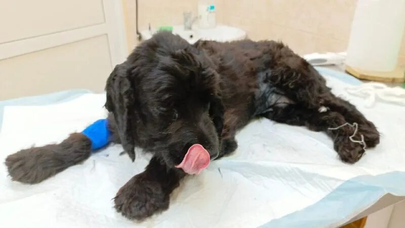 приют ника зеленоград. приют лохматая душа. валентина силич приют. стерилизация ротвейлера. лохматая душа приют.