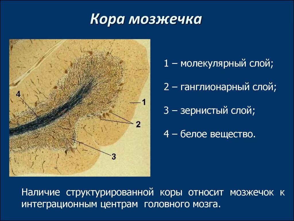 Ткань мозжечка. Строение мозжечка гистология. Мозжечок гистология препарат. Строение мозжечка на препарате.