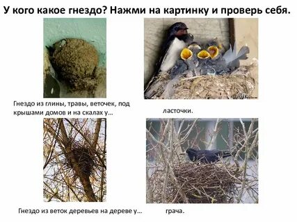 Гнездо какой род
