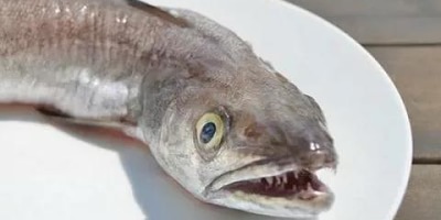 голова минтая страшная фото