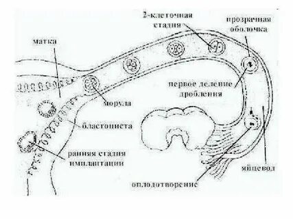 Обеспечивает образование многоклеточного организма из оплодотворенной яйцеклетки