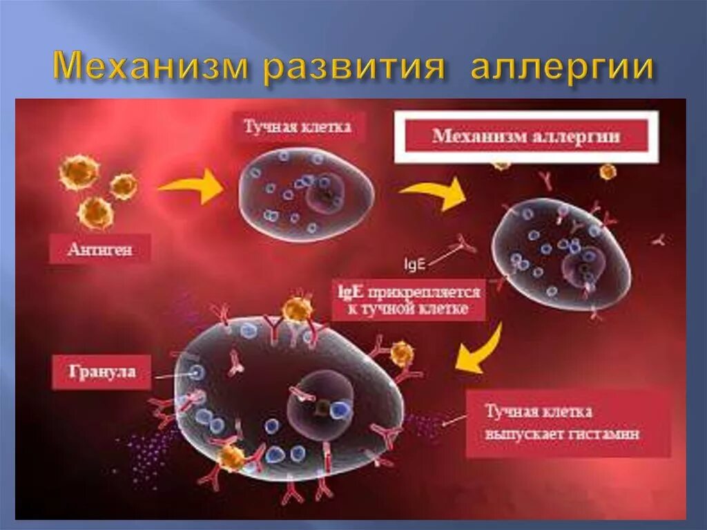 Клеточные механизмы развития аллергических реакций.. Гистамин в аллергических реакциях. Механизм аллергической реакции гистамин. Механизм возникновения аллергической реакции схема. Реакция организма клетки на