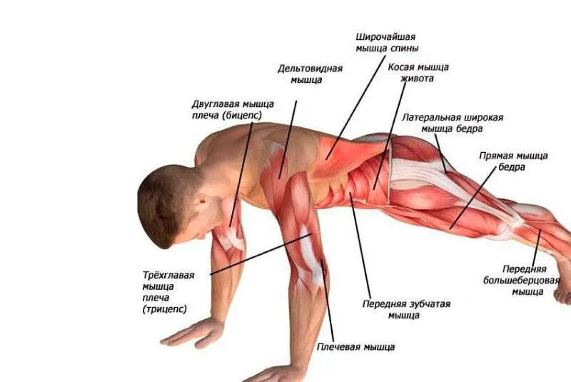 Физическая сила. Правильное выполнение отжиманий. Упражнения для мышц живота. Укрепить мышцы спины. Как выполнить планку на локтях.