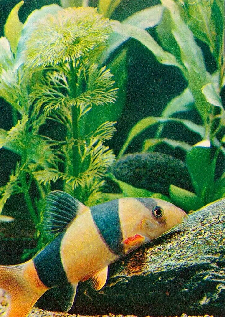 Какие рыбы бывают в аквариуме