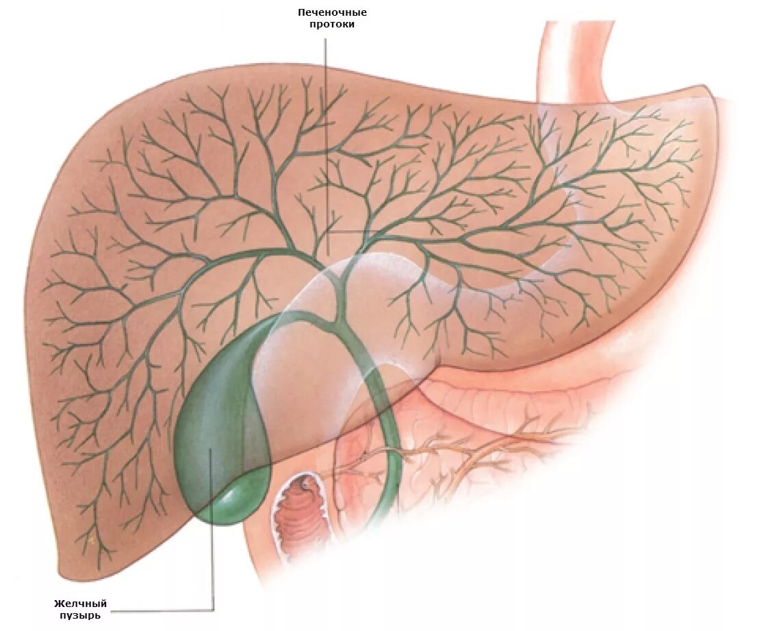 Проблемы с печенью желчным пузырем. Печеночные протоки. Протоки печени и желчного пузыря. Печень и желчный пузырь.