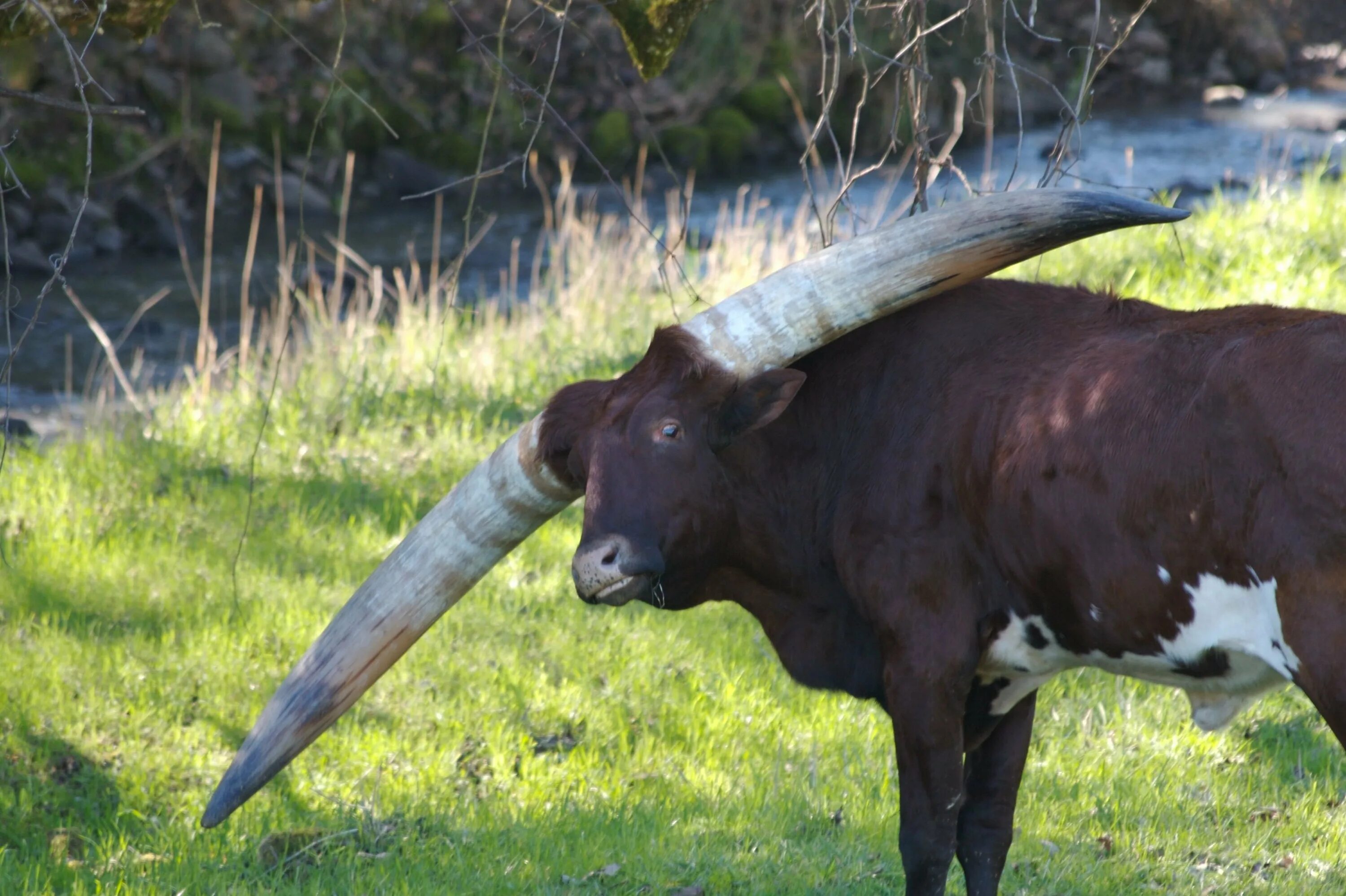 Большой бык. Ватусси быки с самыми большими рогами. Бычок ватусси. Быки ватусси самые большие рога. Корова ватусси рога.