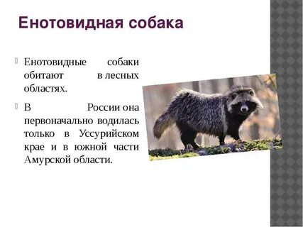 Енотовидная собака обитает