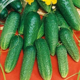 Огурец сорт конни