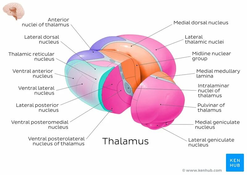 Nucleus 2024. Nuclear meltdown. Nucleus 2024. Cell nucleus. Function of nucleus.
