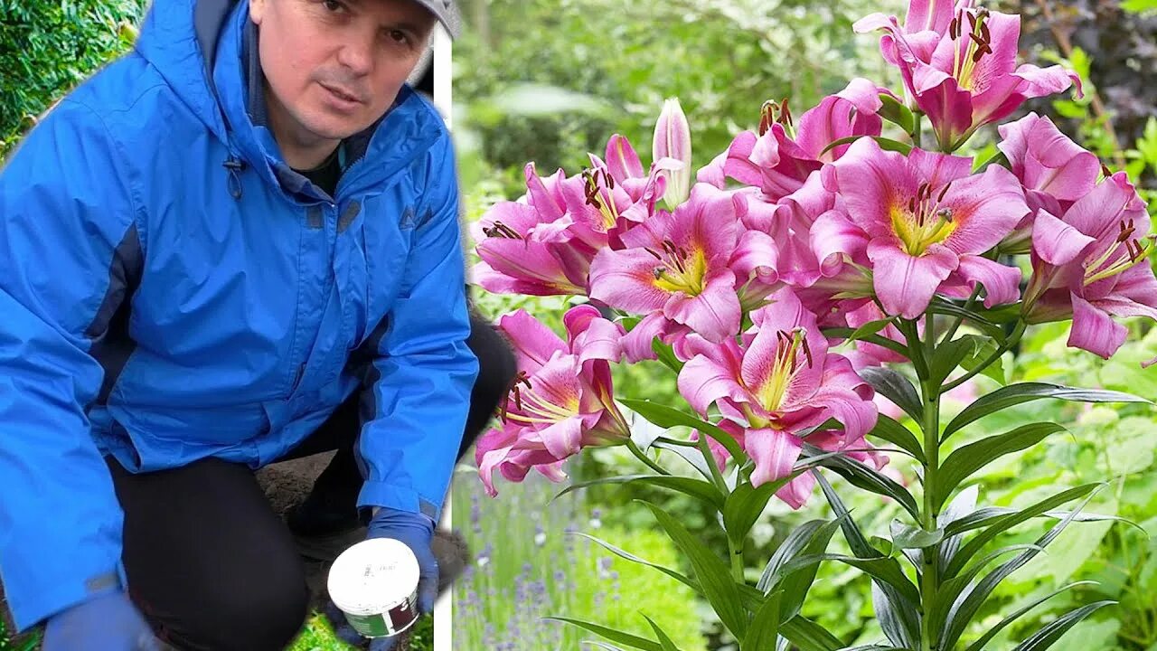 Садовый мир посадка. Гималайская Лилия-гигант Cardiocrinum. Гигантская Лилия кардиокринум луковицы. Лилии посадка. Лилии весной.