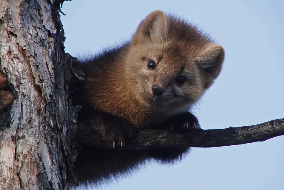 Бурундук байкало ленского заповедника. Бурундук байкальский заповедник. Соболь норка куница. Млекопитающие баргузинского заповедника. Сибирский горный козел тункинский район.