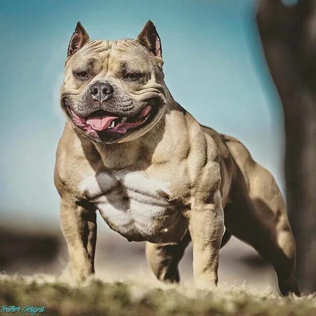 20 самых сильных