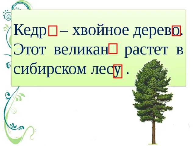Число хвойных 23 2