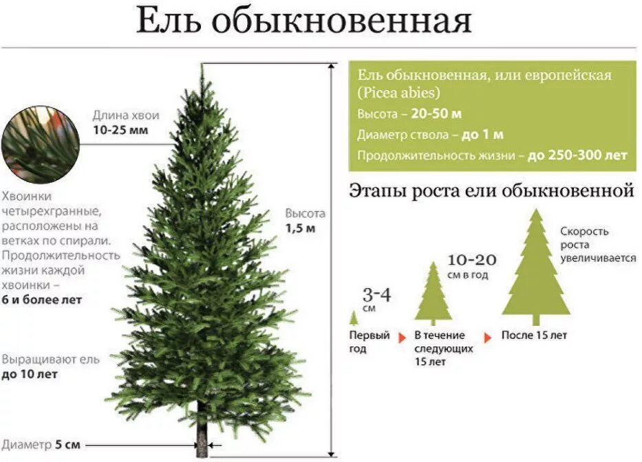 Сколько растет 1 дерево. Ель обыкновенная высота взрослого дерева. Сколько лет растет ель. Средняя высота елки. Диаметр взрослой ели обыкновенной.