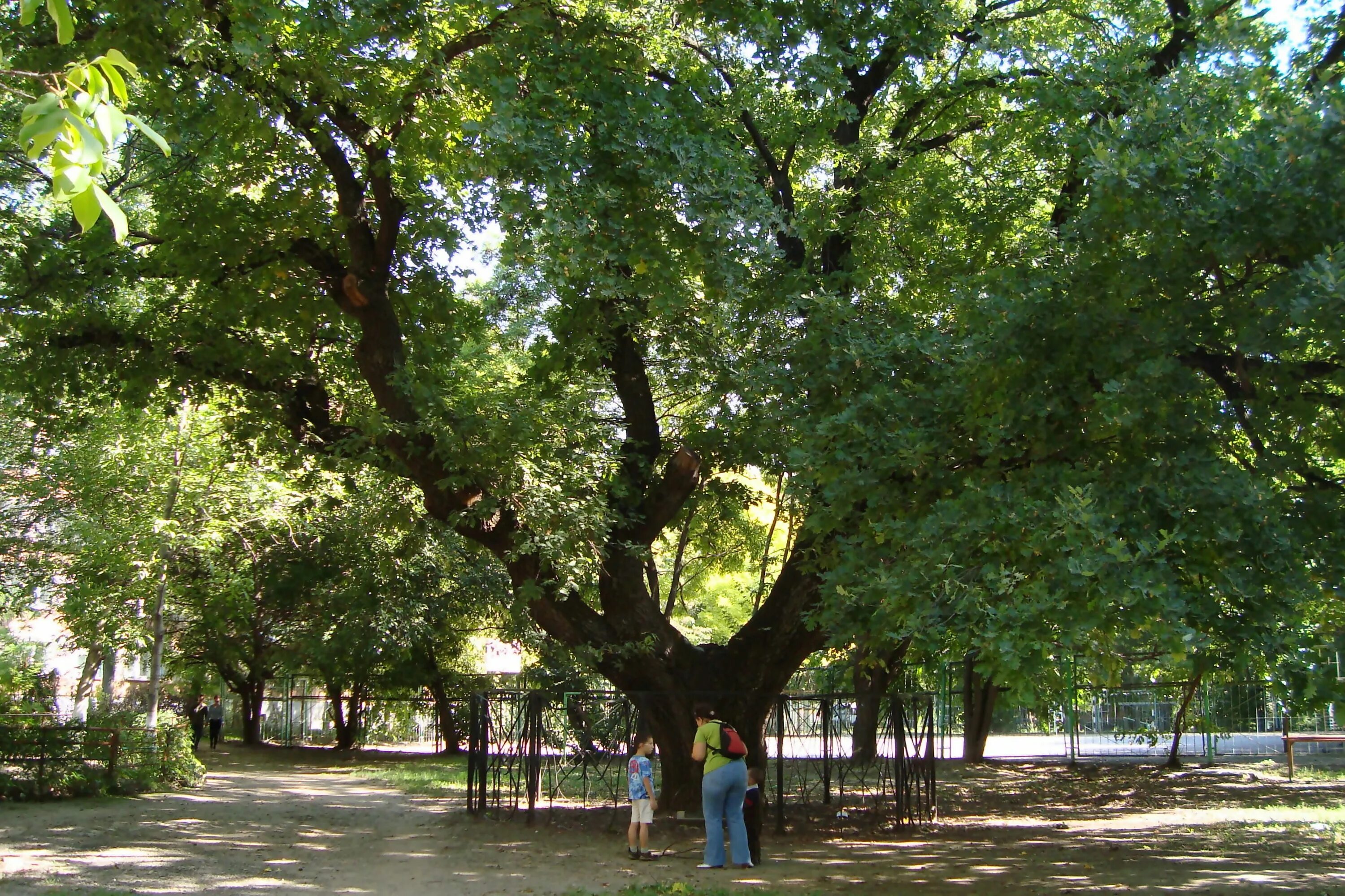 дубки дубы. дубки дубы. парк дубки в сестрорецке. самурский лес в дагестане. дуб- долгожитель (поселок дубовое).