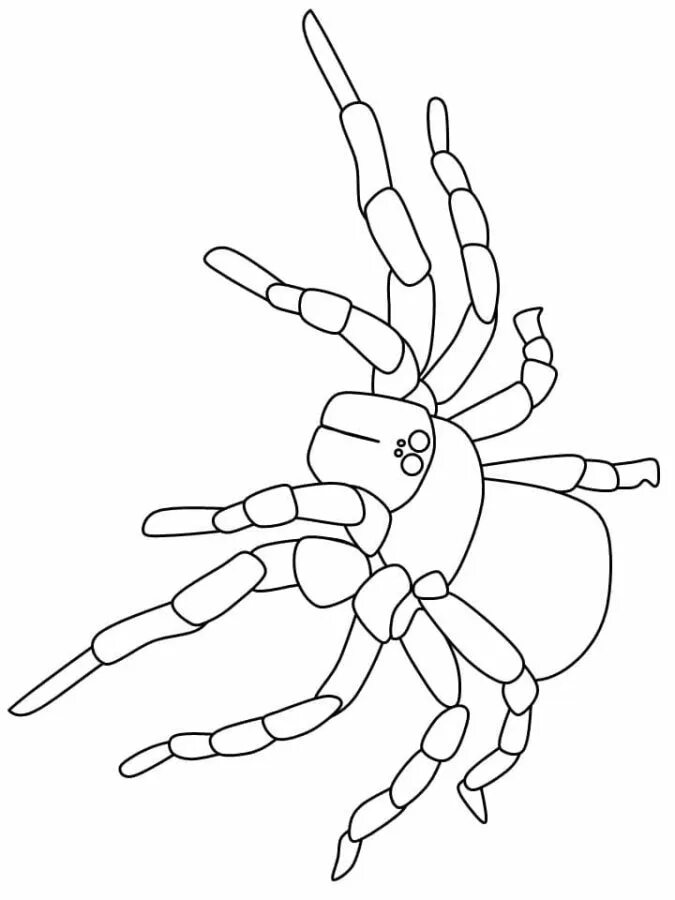 Разукрашивать пауки. Паук раскраска. Паук раскраска для детей. Паук Тарантул раскраска. Паук птицеед раскраска.