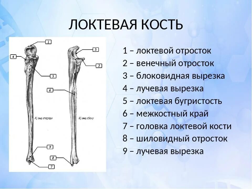 Локтевая и лучевая кость анатомия человека. Анатомия локтевой кости. Венечный отро ток локтевой. Строение локтевой и лучевой кости анатомия.