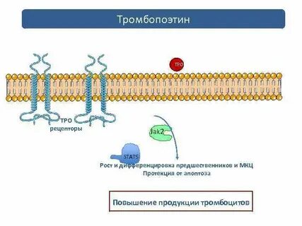 Тромбопоэтин