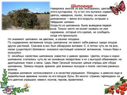 Какие свойства шиповника