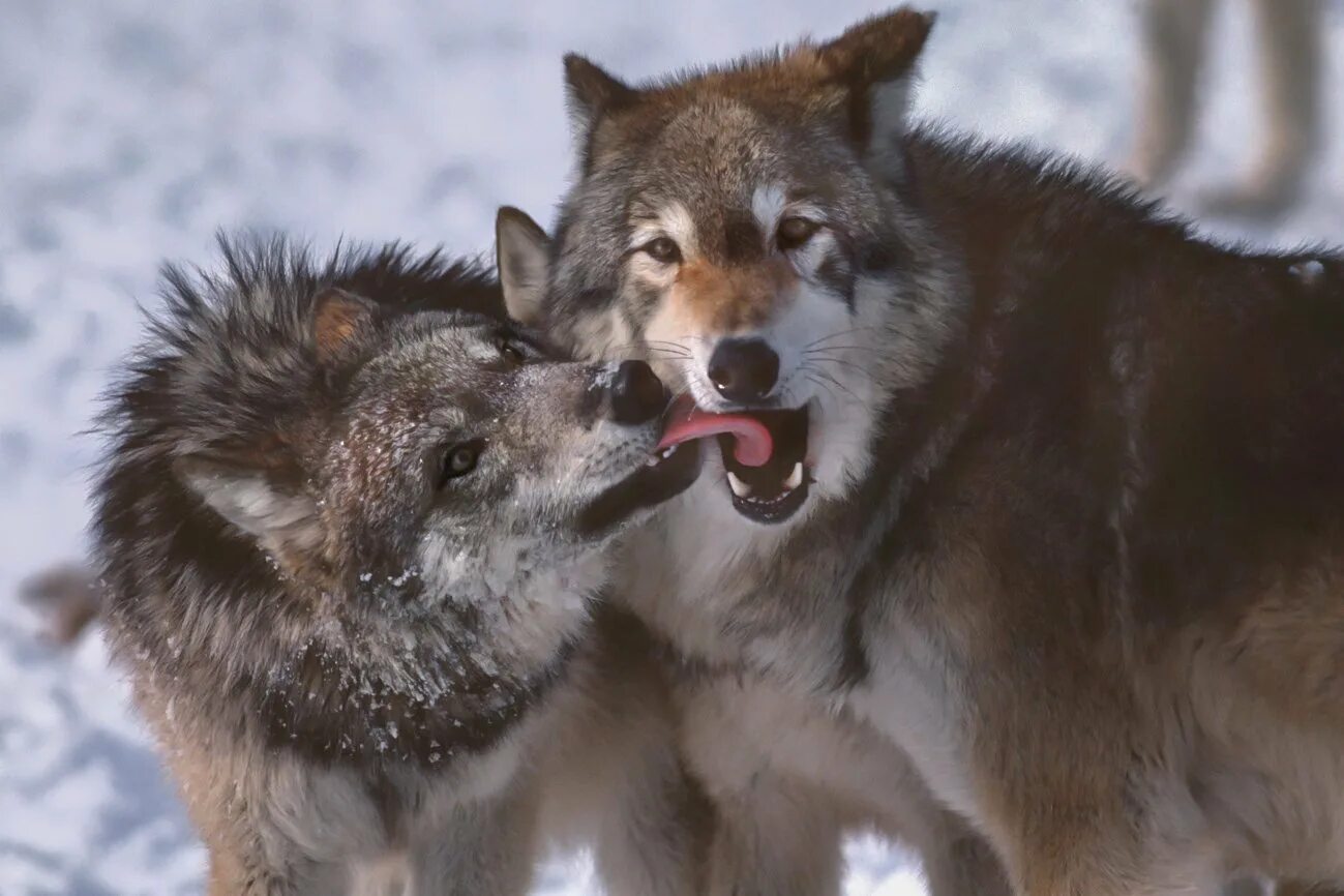 Полюбить волка. Jim Brandenburg. Влюбленные волки. Любовь Волков. Два волка.