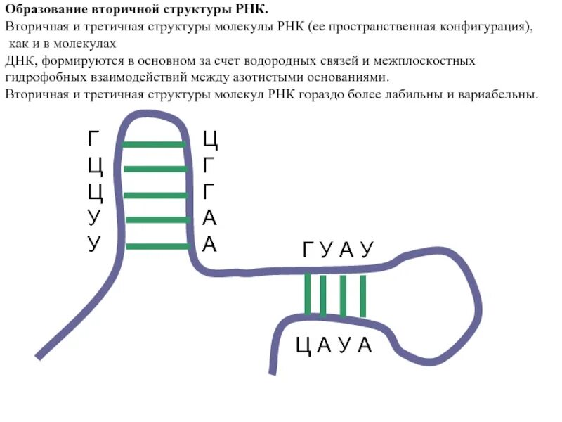 Структуры РНК первичная вторичная и третичная. Третичная структура молекулы РНК. Вторичная структура РНК. Первичная и вторичная структура ТРНК.