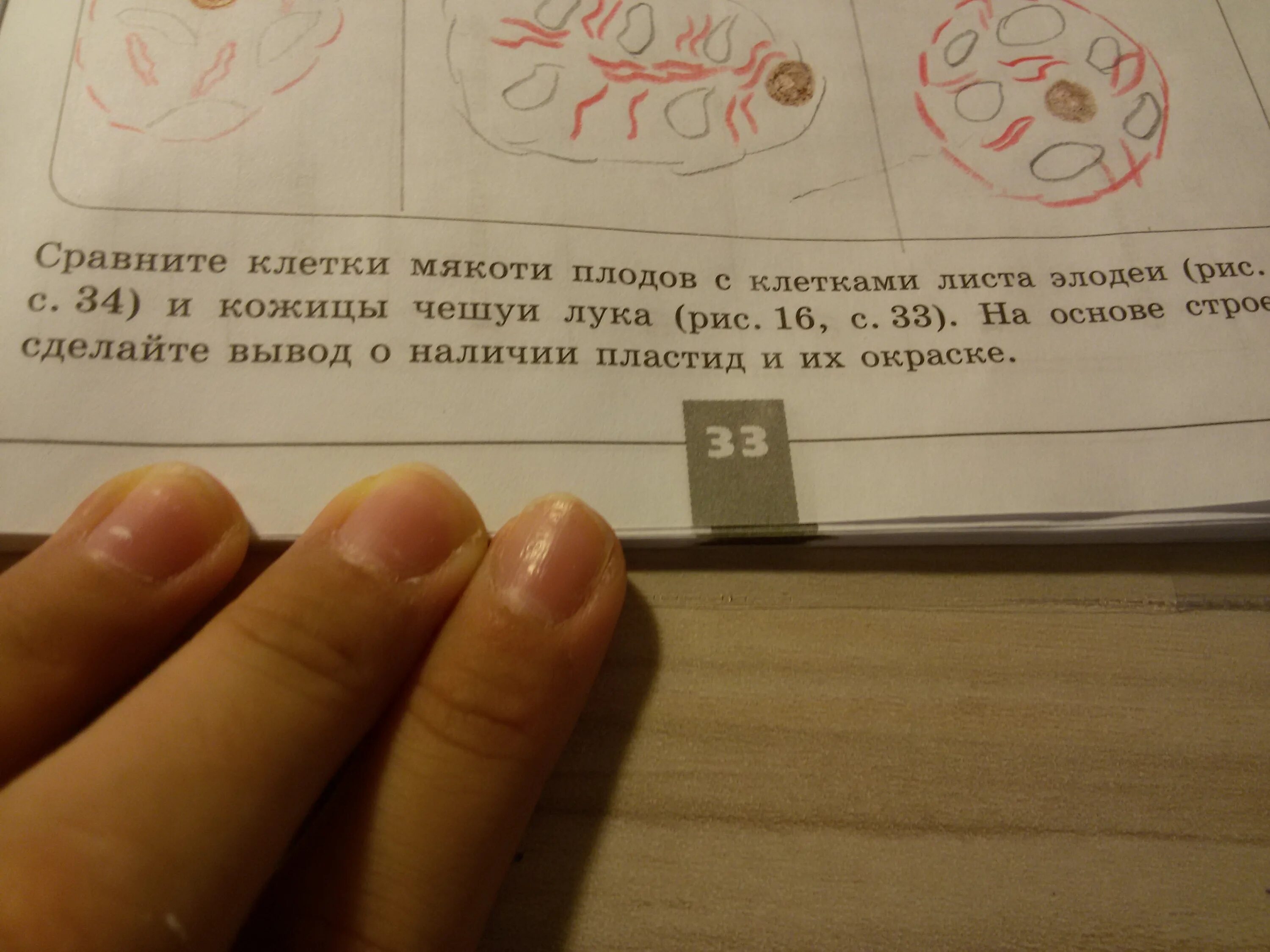Клетка листа яблони содержит 34. Сравнение клетки мякоти плодов с клетками листа элодеи.