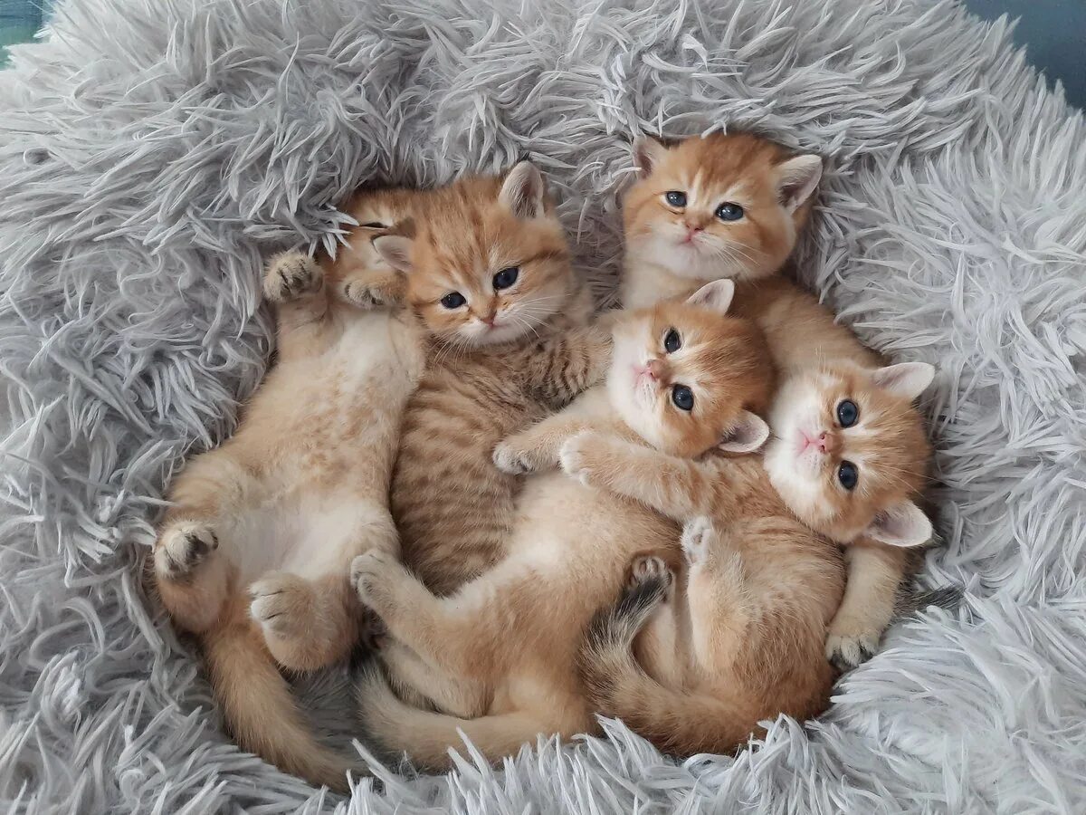 Сонник много животных. Милые кошки. кошка с котятами. много милых котят. много котят.
