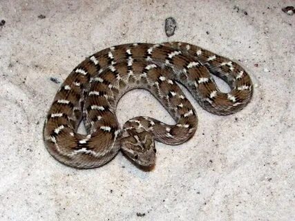 8 snakes